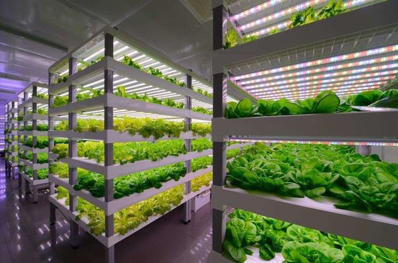 建築用材のための鋼製の持ち運び可能な葉野菜輸送コンテナ