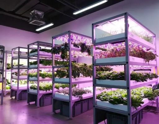 建築用材のための鋼製の持ち運び可能な葉野菜輸送コンテナ