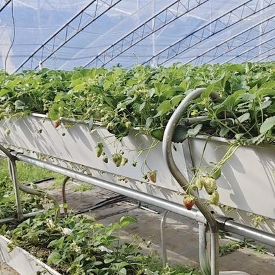 プラスチックの花 陽光 温室 滴滴灌 安定した灌輸