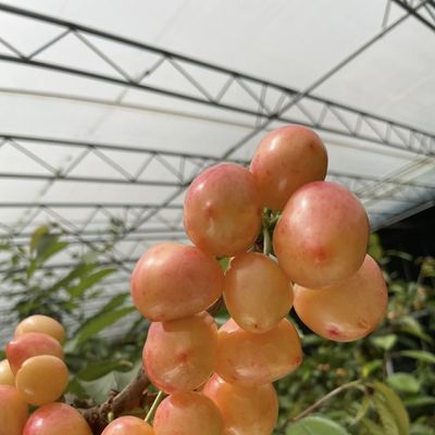 プラスチックの花 陽光 温室 滴滴灌 安定した灌輸