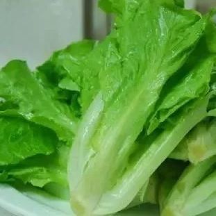 多スパンコンテナ温室 JX-CG-12 あなたの予算内にある葉野菜のために
