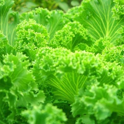 多スパンコンテナ温室 JX-CG-12 あなたの予算内にある葉野菜のために