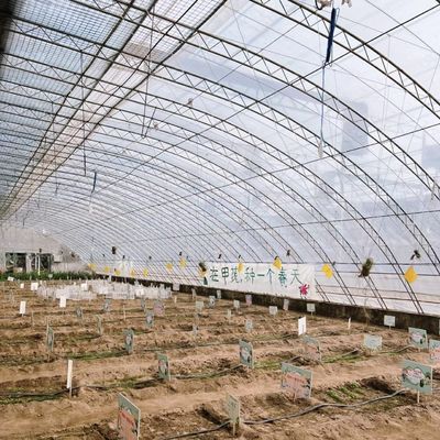 この大型水栽培野菜日光温室で 生産量を最大化してください