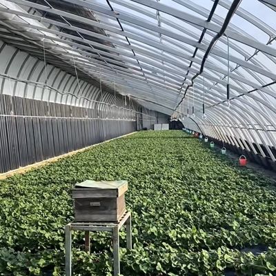この大型水栽培野菜日光温室で 生産量を最大化してください