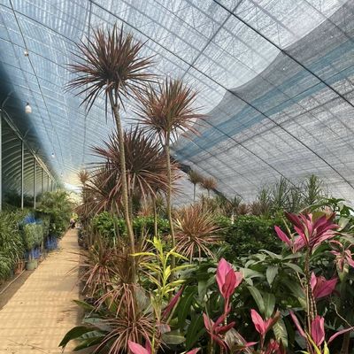 この大型水栽培野菜日光温室で 生産量を最大化してください