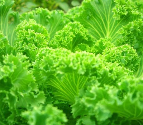 返金 30日間保証 輸送コンテナ 葉野菜温室