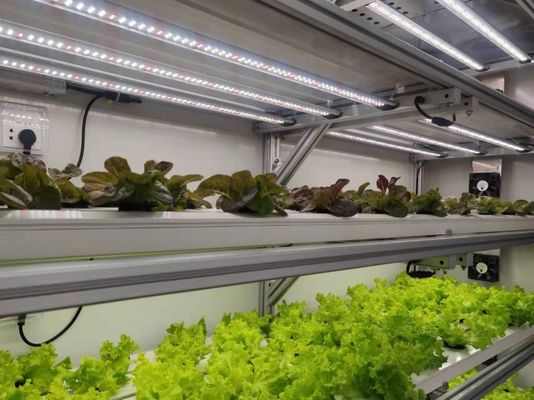 Juxiang 40hq Reefer コンテナ 温室 運送コストと推定納期