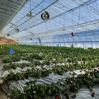 オーダーメイド リクエスト 太陽光 温室 水耕栽培 植物 植え付け システム