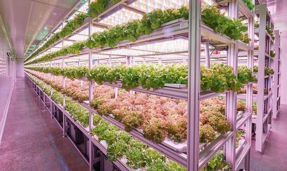 コンテナ農業照明システム 推定納期と低運送コスト