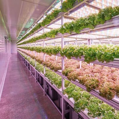 部門 輸送 コンテナ 緑地 LED照明 野菜栽培のためのソリューション