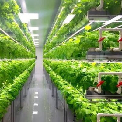 部門 輸送 コンテナ 緑地 LED照明 野菜栽培のためのソリューション