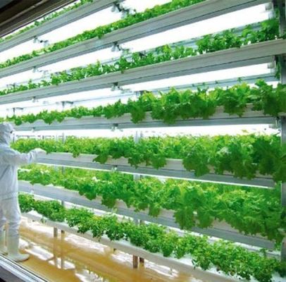 部門 輸送 コンテナ 緑地 LED照明 野菜栽培のためのソリューション