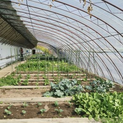 花植え 太陽光 鉄鋼構造の温室 二重層または単層