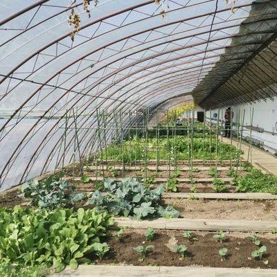 太陽光 温室 水栽培 野菜 生産 アメリカ パッケージ 総重量 100.000kg