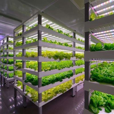 葉緑の野菜を栽培するためのコンテナ温室 多スパンと鋼蓋