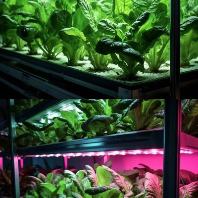 葉緑の野菜を栽培するためのコンテナ温室 多スパンと鋼蓋