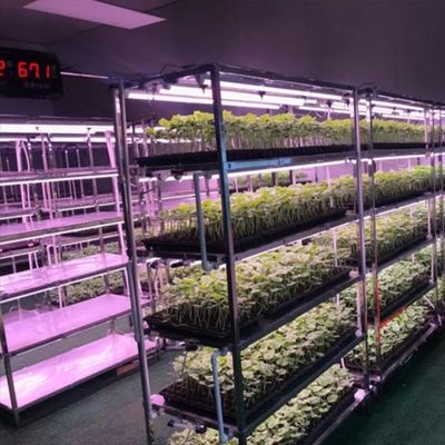 葉緑の野菜を栽培するためのコンテナ温室 多スパンと鋼蓋