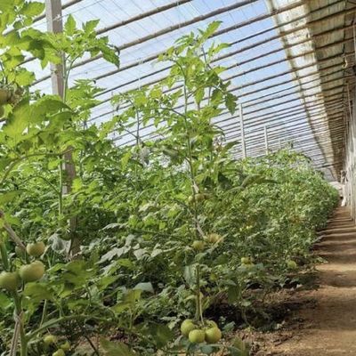 予算内での二重または単層野菜太陽光温室システム