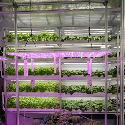 形状の屋根 形状の大きなサイズ温室容器 葉野菜のための屋根シート