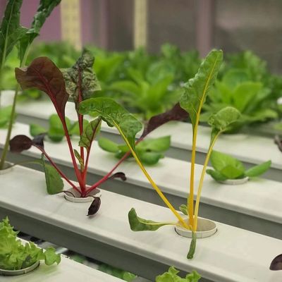 葉野菜の栽培のためのコンテナ温室 初期支払いと手頃な運送
