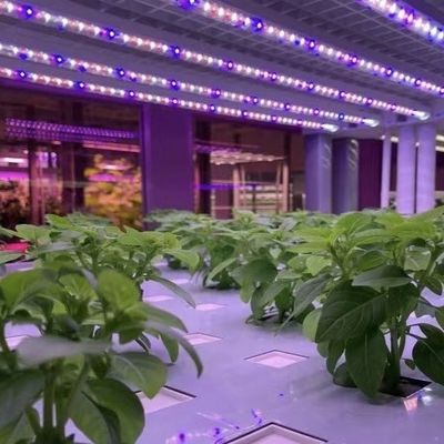 葉野菜の栽培のためのコンテナ温室 初期支払いと手頃な運送