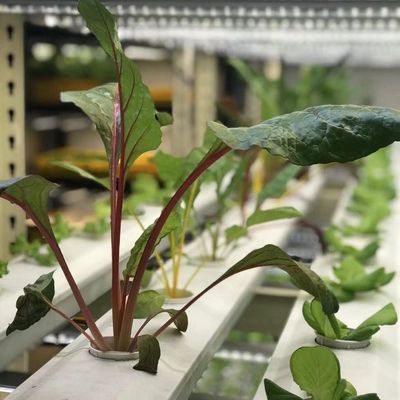 葉緑料のリーファー コンテナ温室で 農業を変革する