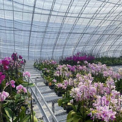 温室温室野菜生産システムのための30日間の返金