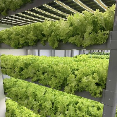 18000.000kg パッケージ 総重量 緑葉野菜栽培容器 温室