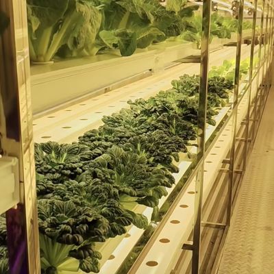 野菜のための温室 オーダーメイド カスタマイズ