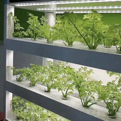 野菜のための温室 オーダーメイド カスタマイズ