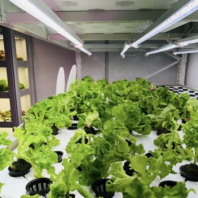 野菜のための温室 オーダーメイド カスタマイズ