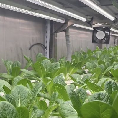 あなたの指先で葉野菜のカスタマイズのための温室コンテナ屋根シート