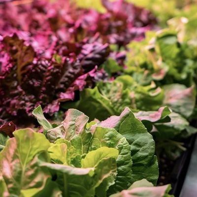 あなたの指先で葉野菜のカスタマイズのための温室コンテナ屋根シート