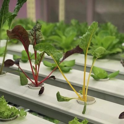 あなたの指先で葉野菜のカスタマイズのための温室コンテナ屋根シート
