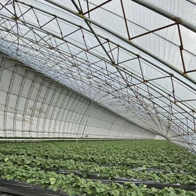 種子 育種 太陽光 温室 30 日 返金