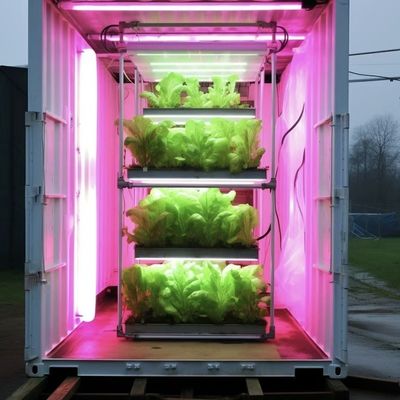 鉄鋼構造 葉野菜容器 客の要求に応じた温室屋根