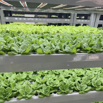鉄鋼構造 葉野菜容器 客の要求に応じた温室屋根