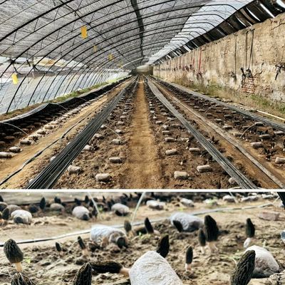 30 日 返金 原産地 灌?? 温室 顧客満足度