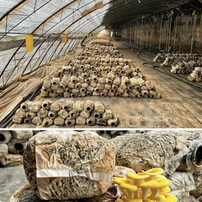 US 20/平方メートル 水栽培 日光温室 野菜 ストロベリー 花