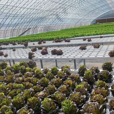パッケージ 総重量 100.000kg 太陽光 温室 滴滴灌 植物の花