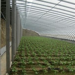 商業用温室の野菜のための高度な湿度制御と日光システム