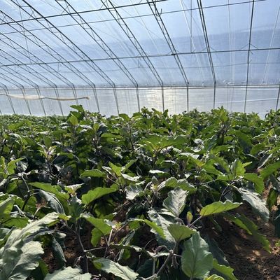 日光温室の黄瓜植物を遮る灌輸・換気システム