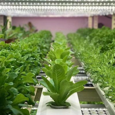 JX-A00104 水素栽培方法のための野菜容器温室