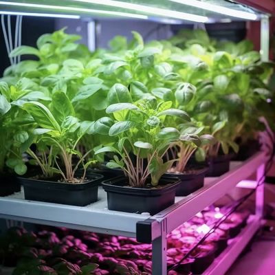 水素栽培 葉野菜の温室 水素栽培方法