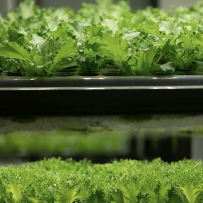 水素栽培 葉野菜の温室 水素栽培方法