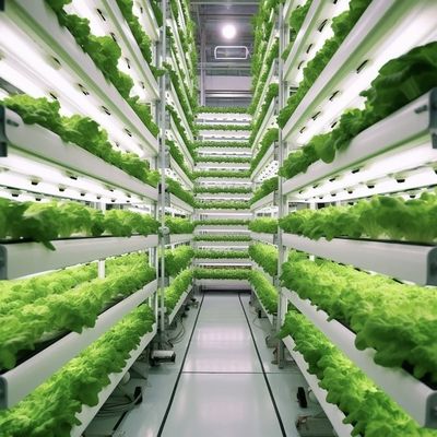 水素栽培 葉野菜の温室 水素栽培方法