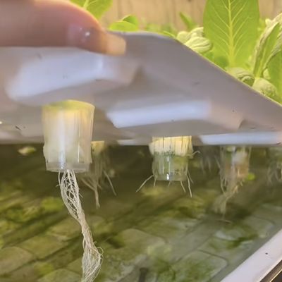 18000.000kg 緑葉野菜を栽培するコンテナハウス 返金保証