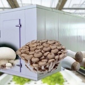 葉野菜の植え付けのための二層鋼構造 輸送コンテナ温室