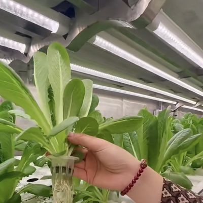 葉野菜の植え付けのための二層鋼構造 輸送コンテナ温室