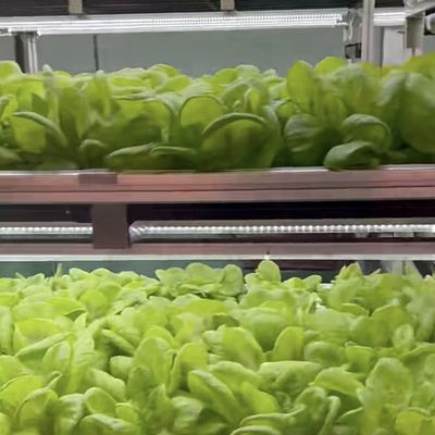 葉野菜の植え付けのための二層鋼構造 輸送コンテナ温室